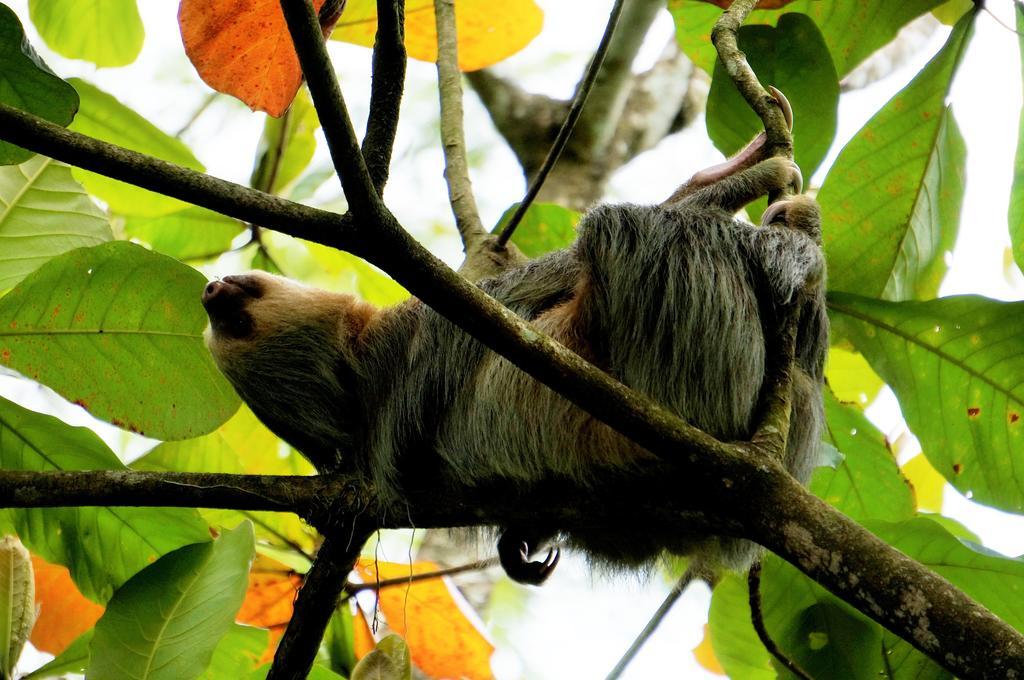 Hotel Monte Real La Fortuna ภายนอก รูปภาพ