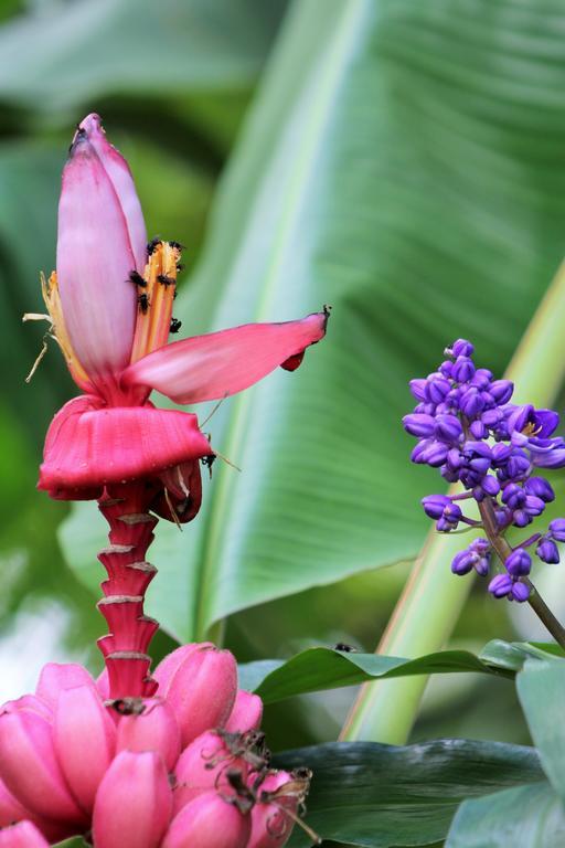 Hotel Monte Real La Fortuna ภายนอก รูปภาพ