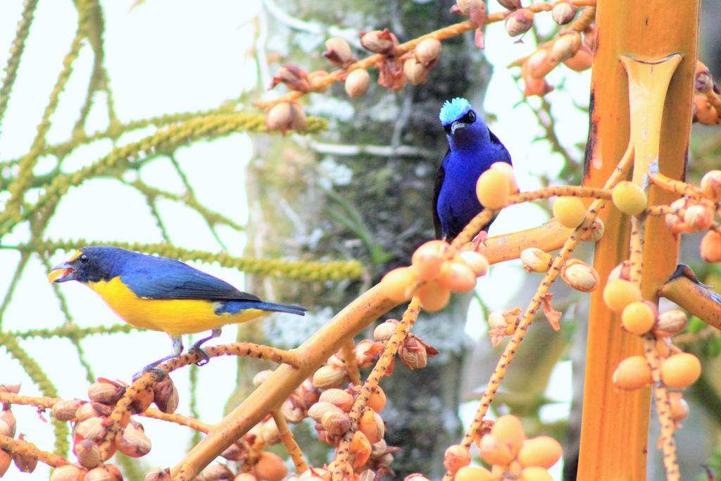 Hotel Monte Real La Fortuna ภายนอก รูปภาพ